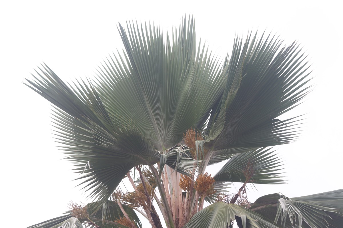 Pritchardia pacifica Seem. & H.Wendl.