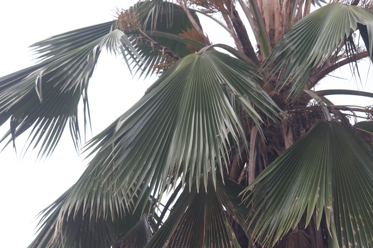 Pritchardia pacifica Seem. & H.Wendl.