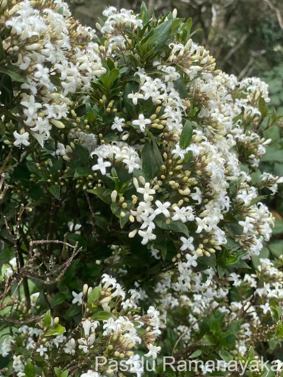 Hedyotis trimenii var. trimenii Deb & Ratna Dutta