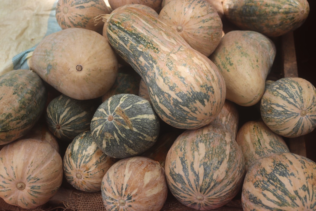 Cucurbita maxima Duchesne