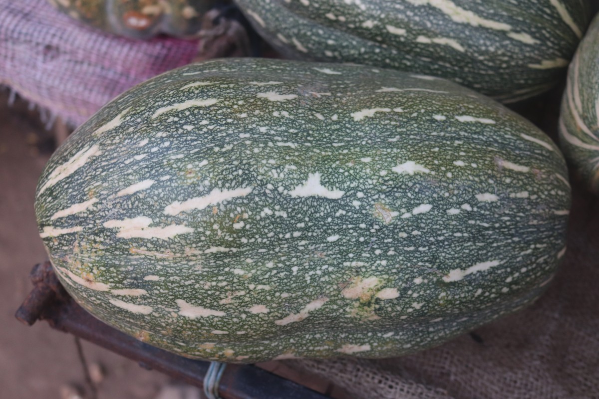 Cucurbita maxima Duchesne