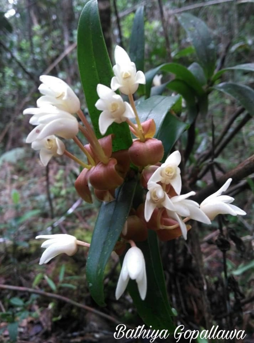 Cylindrolobus lindleyi (Thwaites) Ormerod & C.S.Kumar