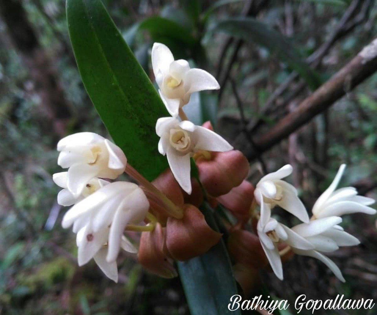 Cylindrolobus lindleyi (Thwaites) Ormerod & C.S.Kumar