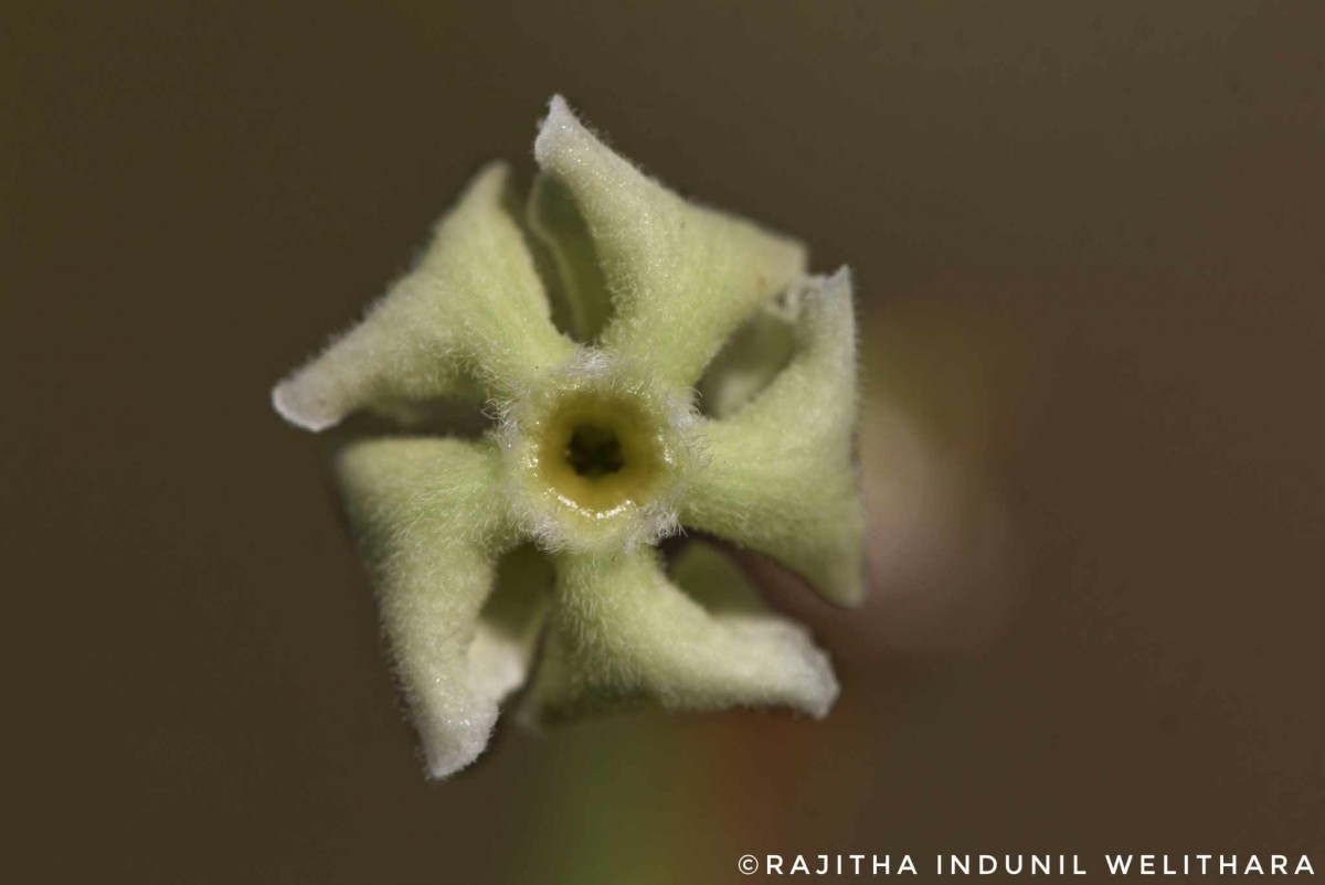 Alstonia scholaris (L.) R.Br.