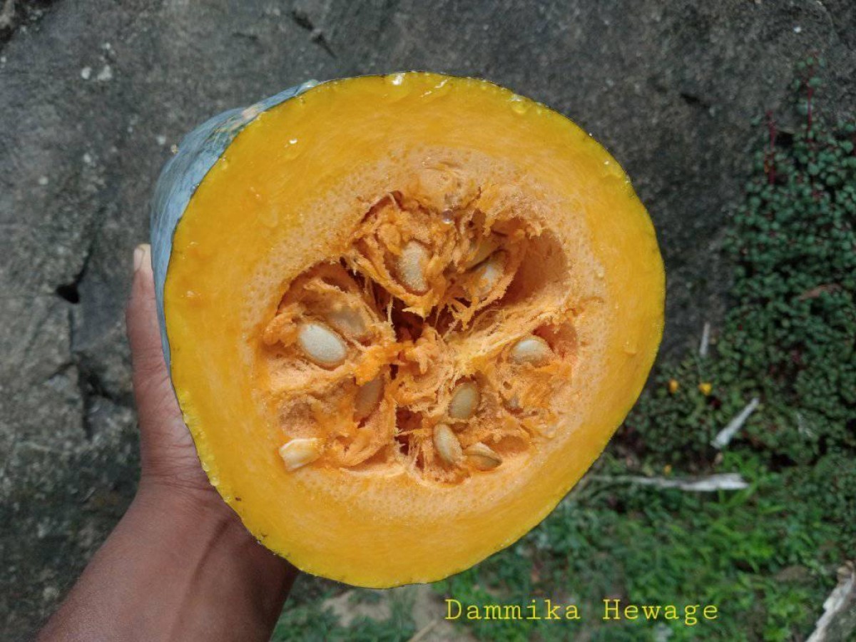 Cucurbita maxima Duchesne