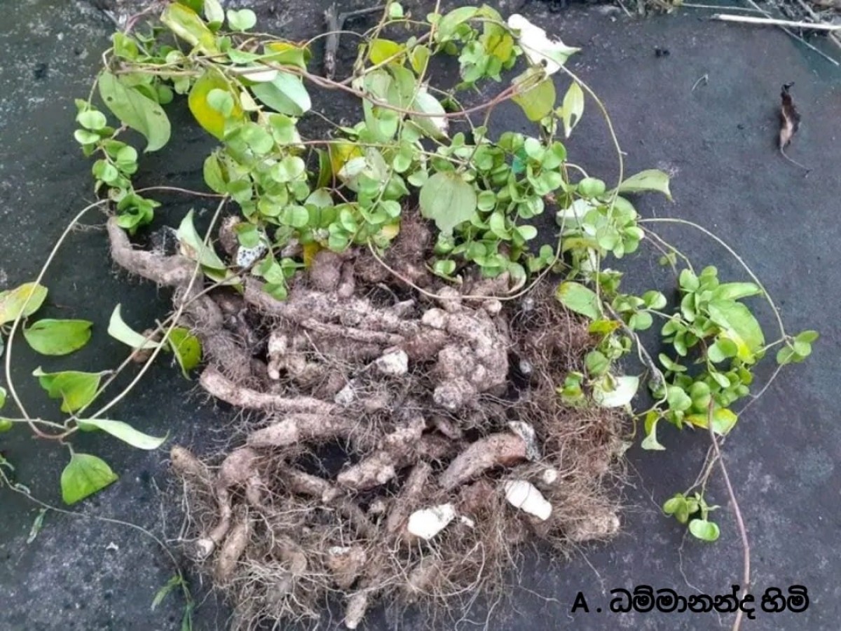 Dioscorea oppositifolia L.