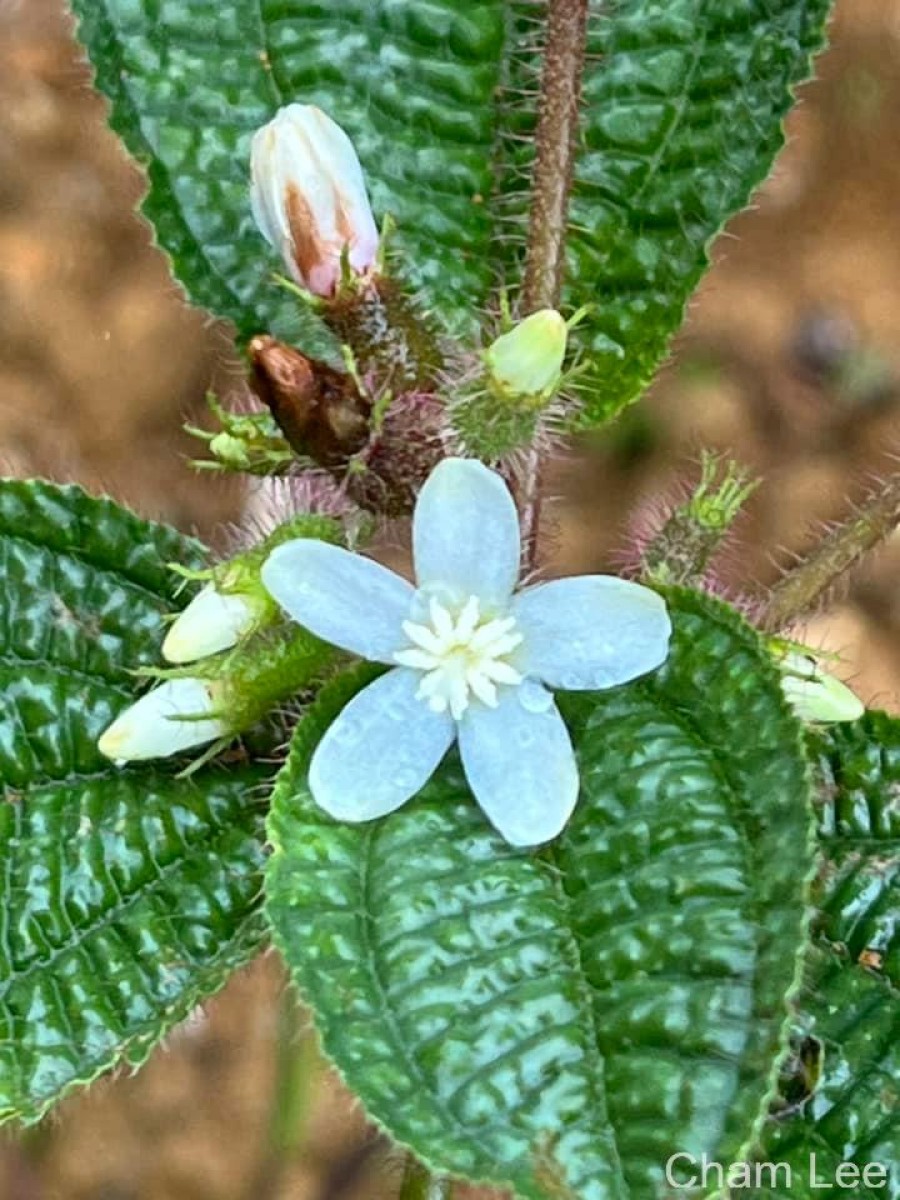 Miconia crenata (Vahl) Michelang.