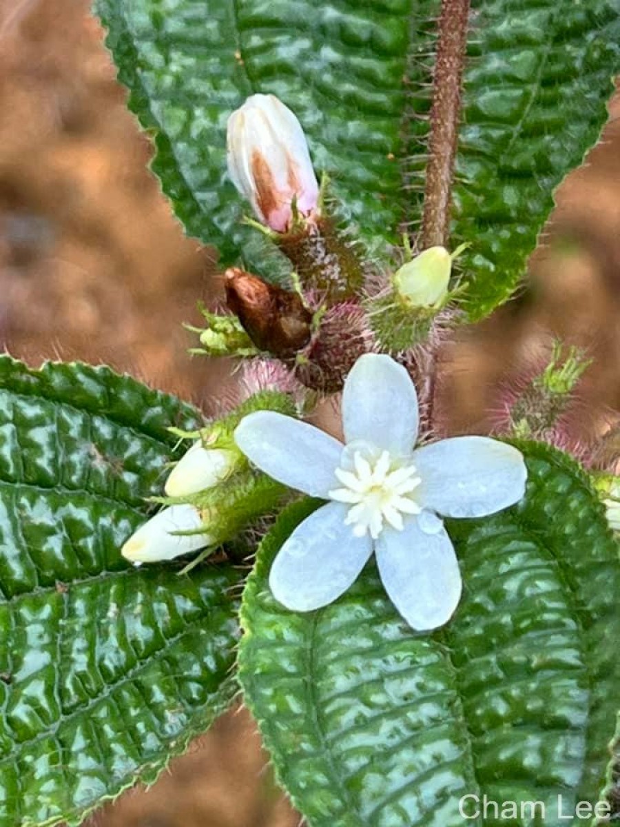 Miconia crenata (Vahl) Michelang.