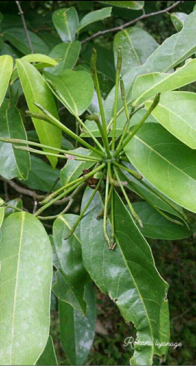 Uvaria macropoda Hook.f. & Thomson