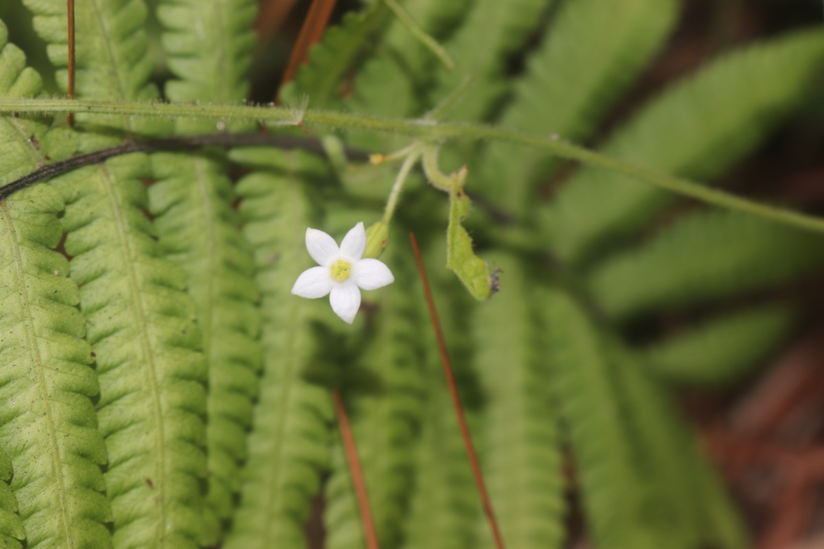 Zehneria thwaitesii (Schweinf.) C.Jeffrey