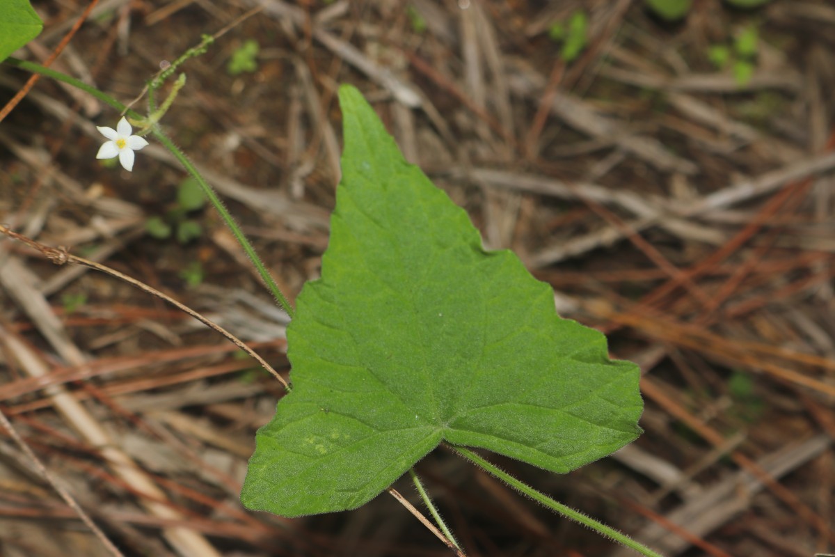 Zehneria thwaitesii (Schweinf.) C.Jeffrey