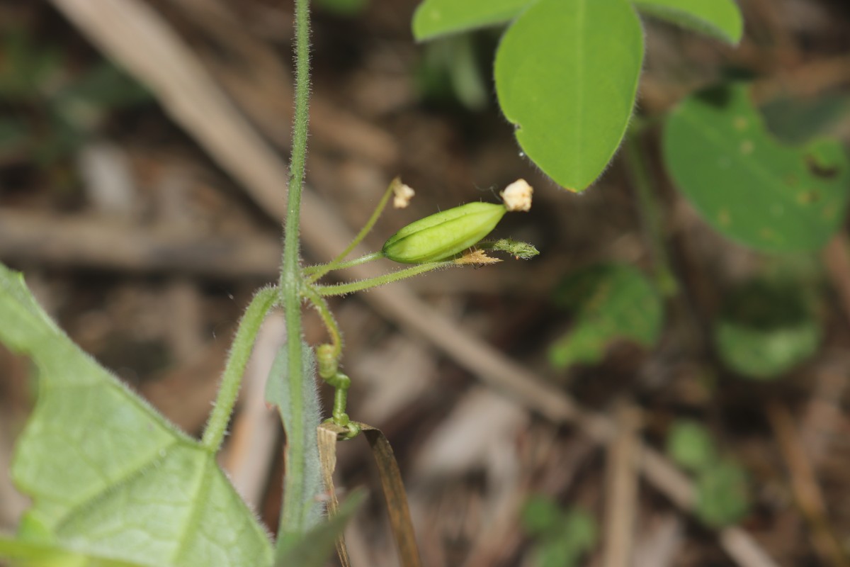 Zehneria thwaitesii (Schweinf.) C.Jeffrey