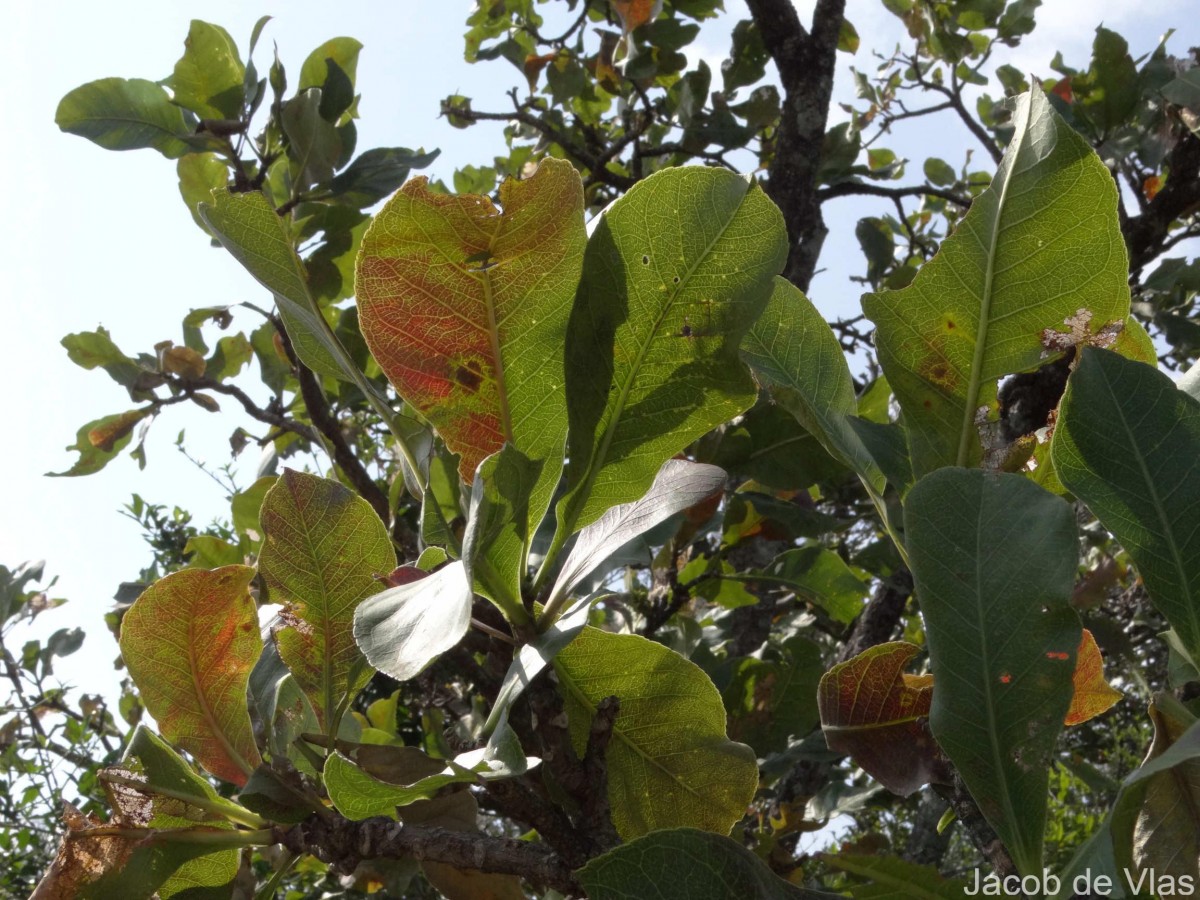 Flora of Sri Lanka
