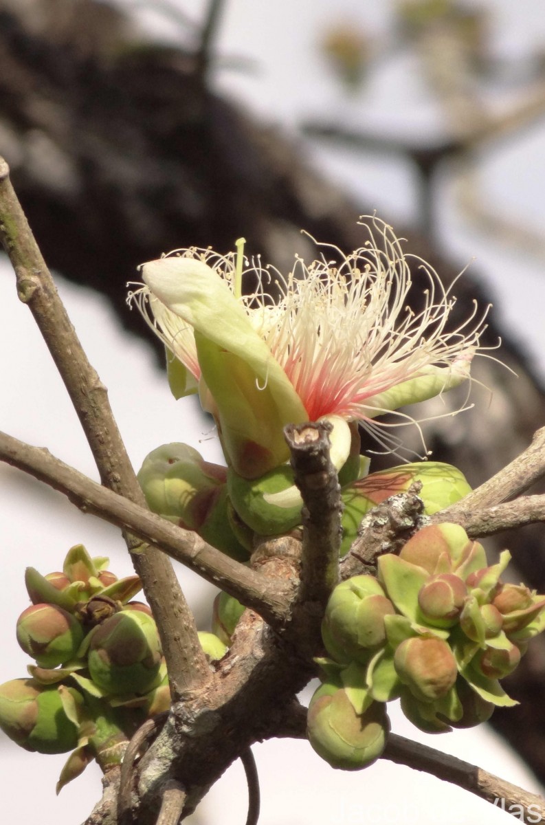 Flora of Sri Lanka