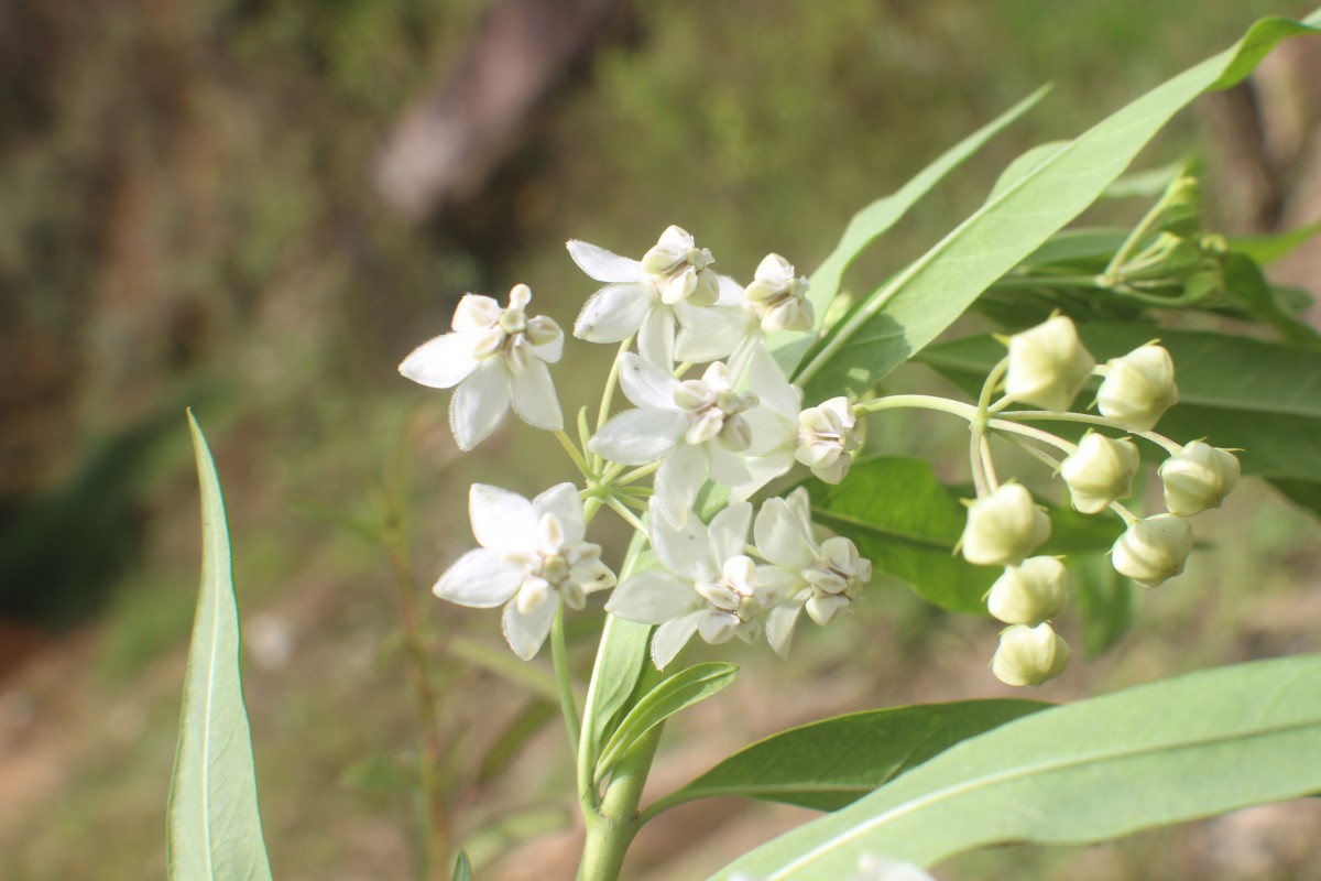 Flora of Sri Lanka