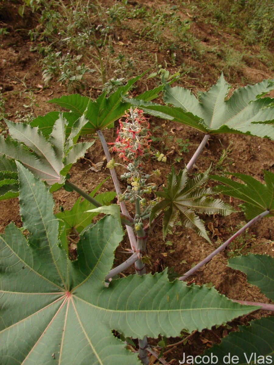 Flora of Sri Lanka