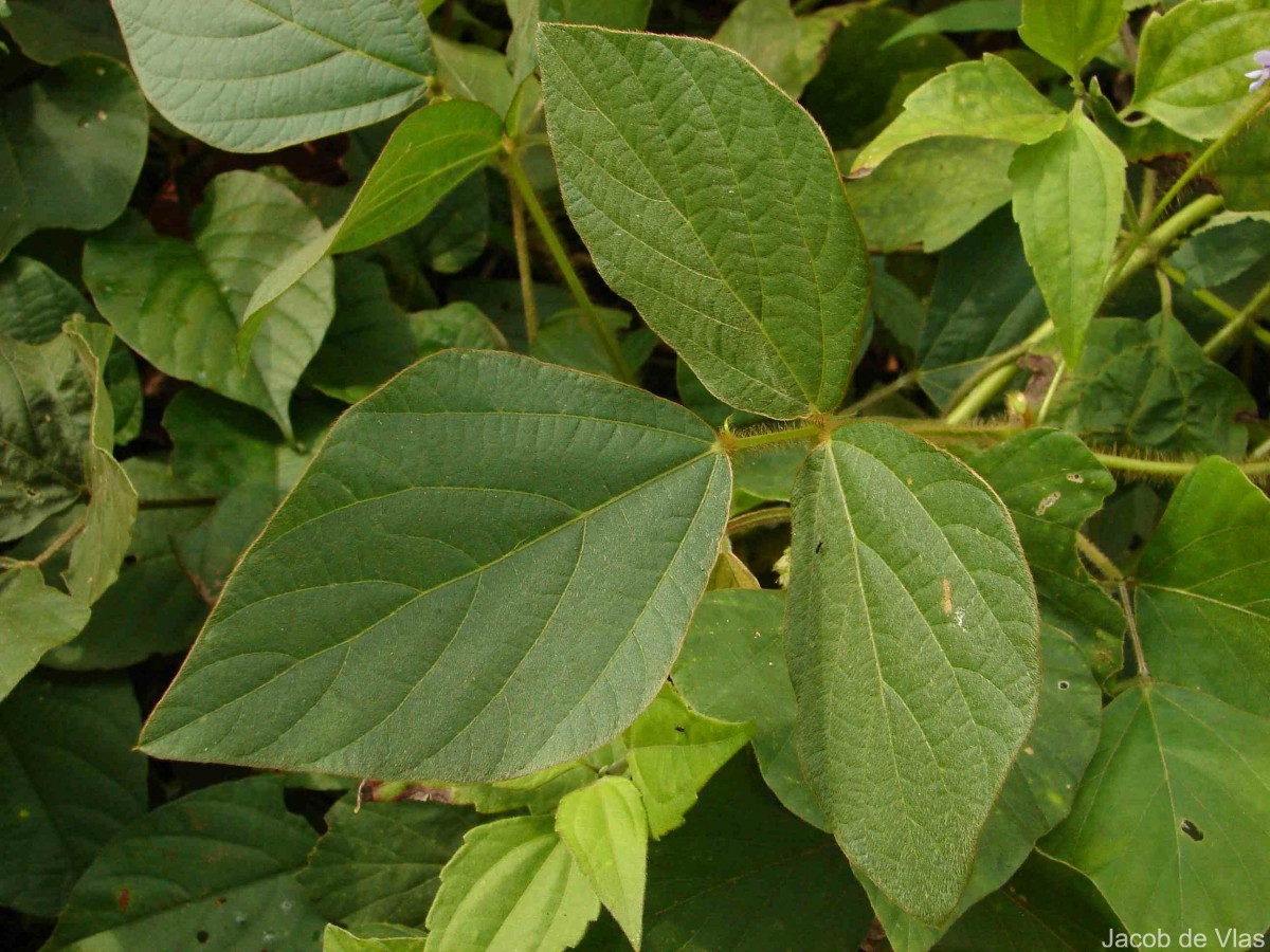 Flora of Sri Lanka