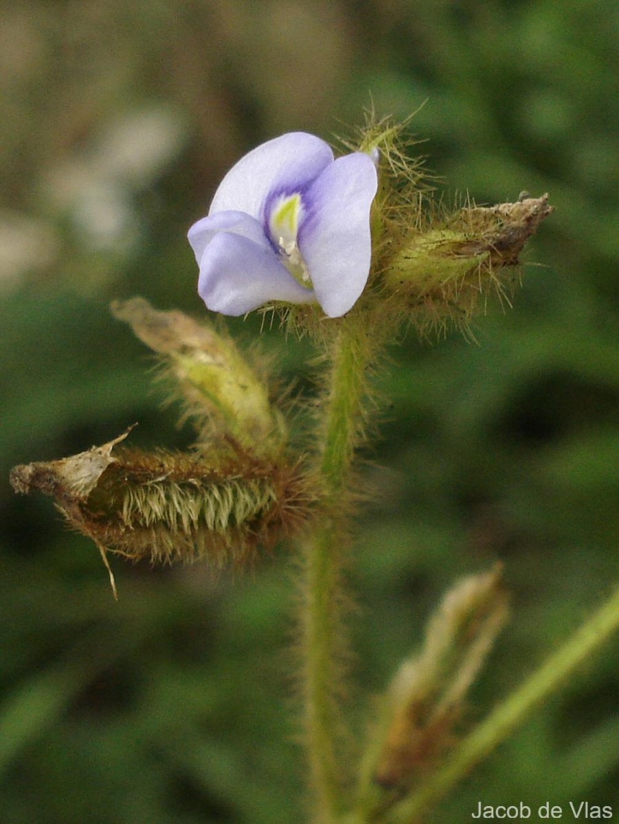 Flora of Sri Lanka