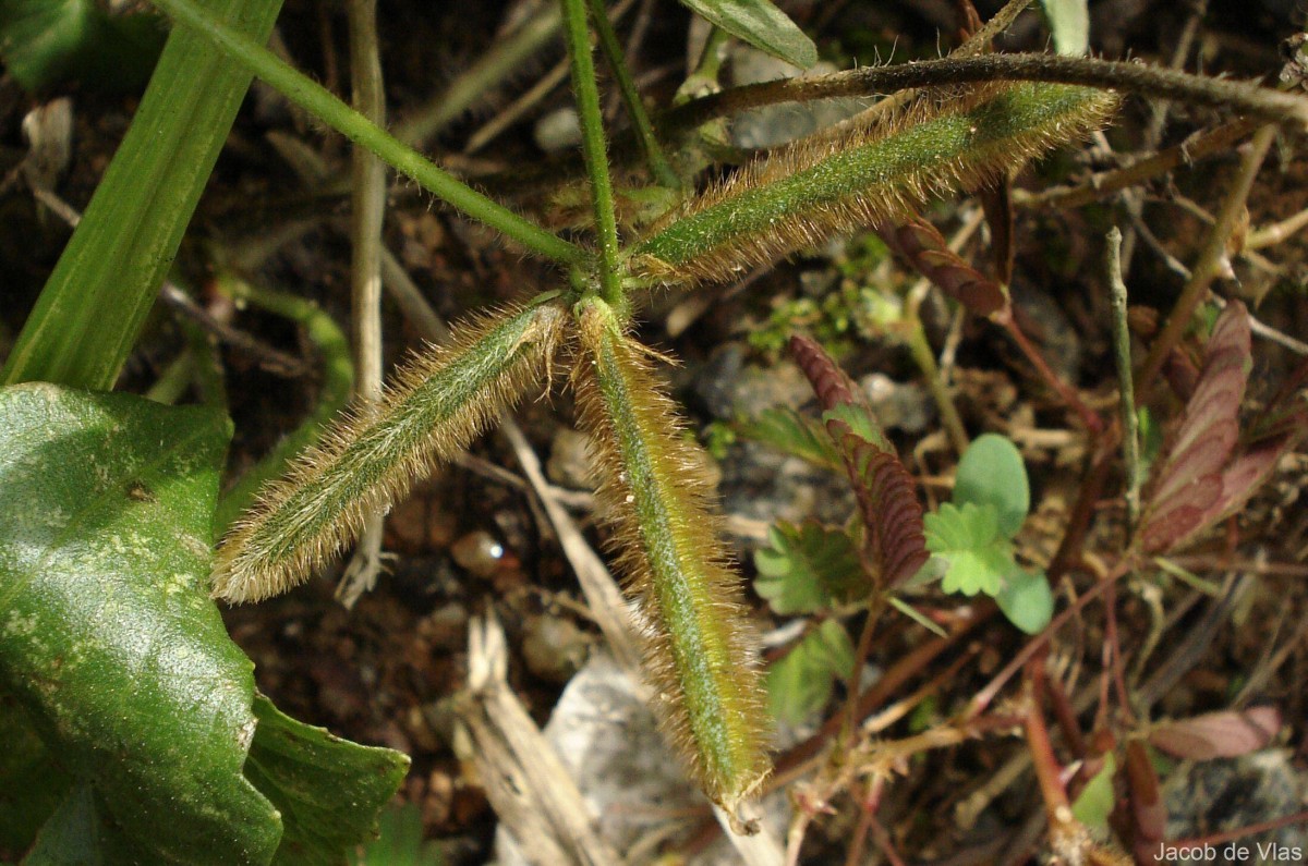 Flora of Sri Lanka
