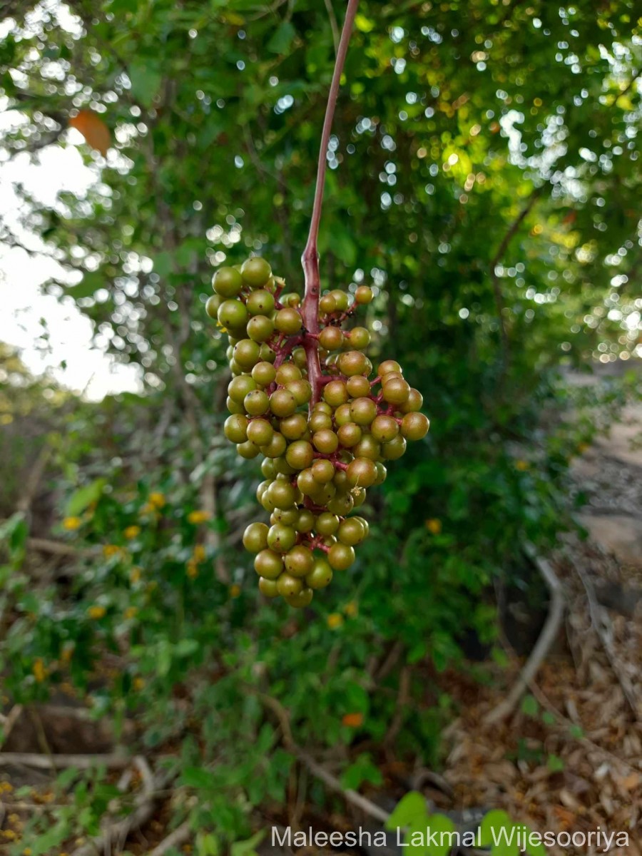 Ampelocissus phoenicantha Alston