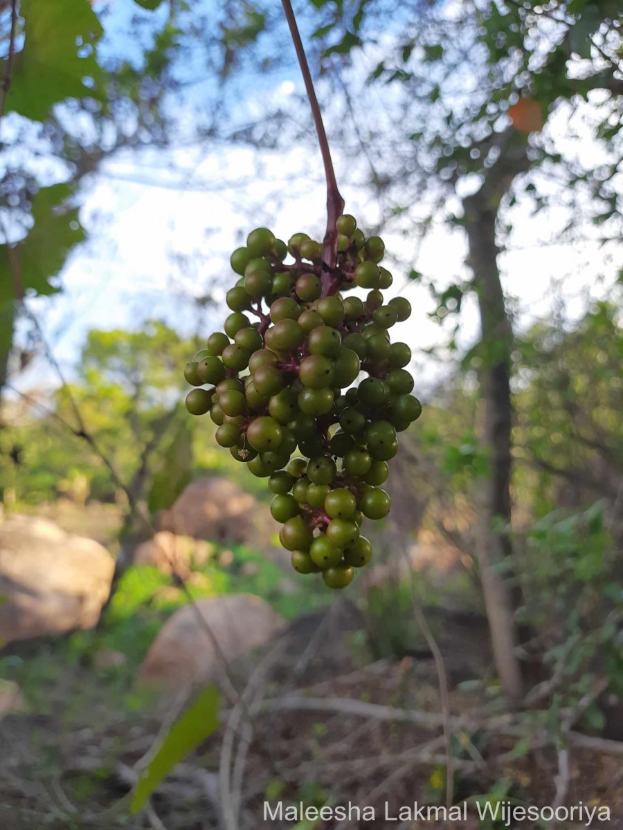 Ampelocissus phoenicantha Alston