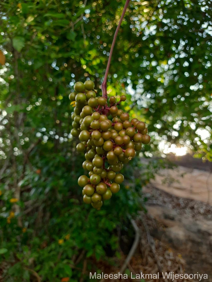 Ampelocissus phoenicantha Alston