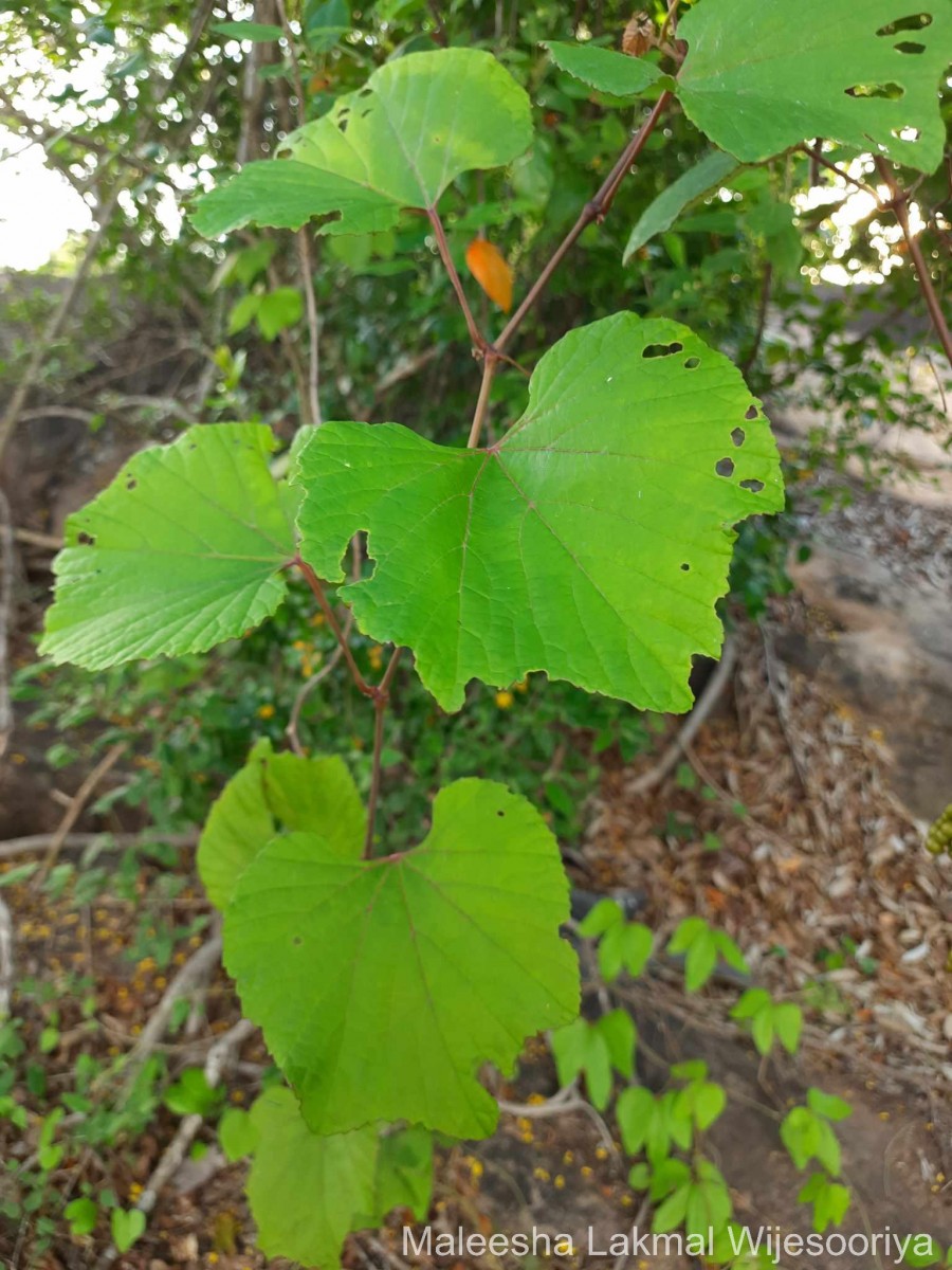 Ampelocissus phoenicantha Alston