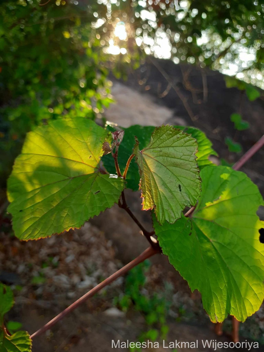 Ampelocissus phoenicantha Alston