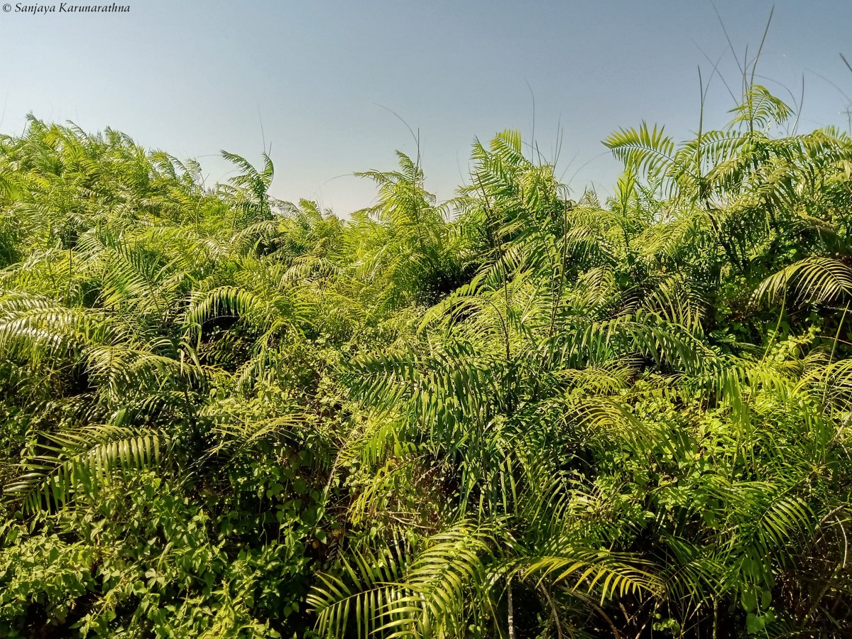 Calamus rotang L.