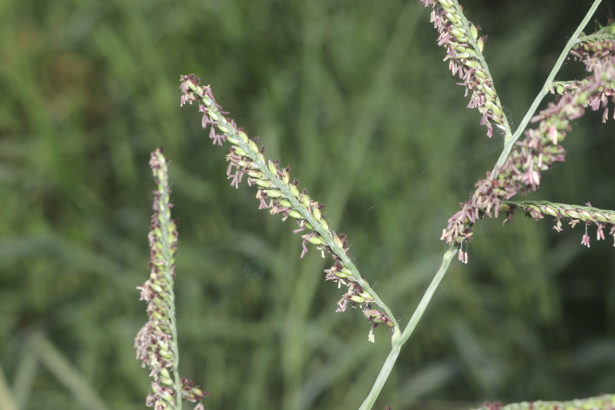 Urochloa mutica (Forssk.) T.Q.Nguyen