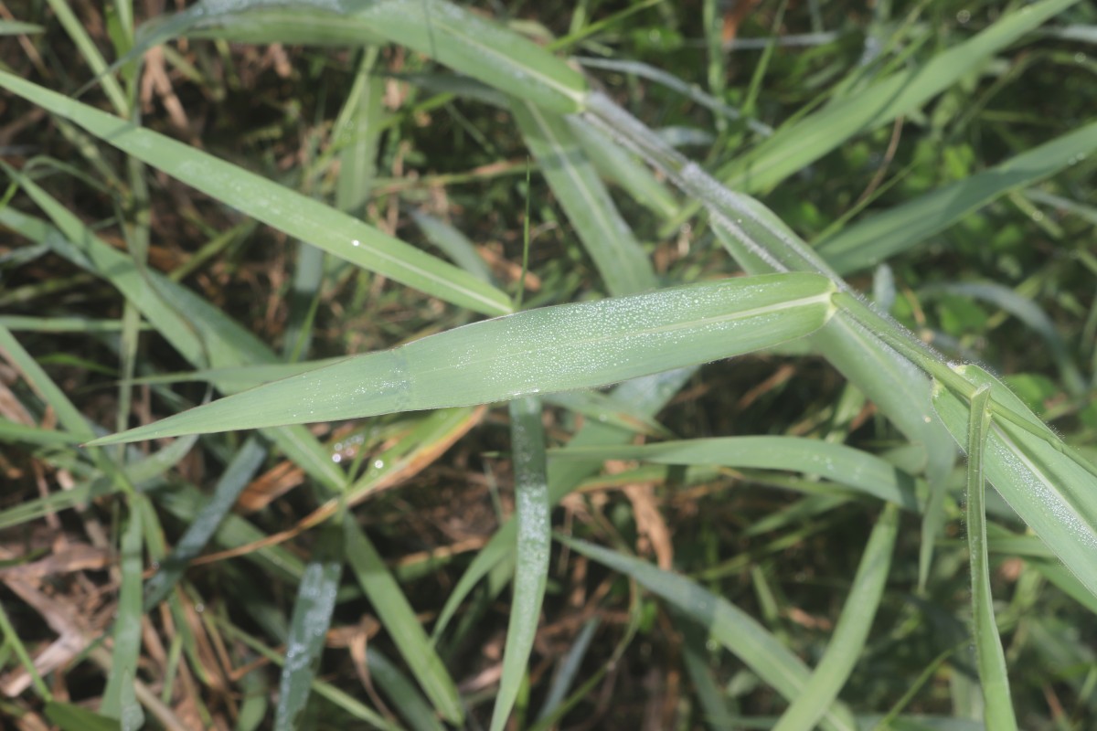 Urochloa mutica (Forssk.) T.Q.Nguyen