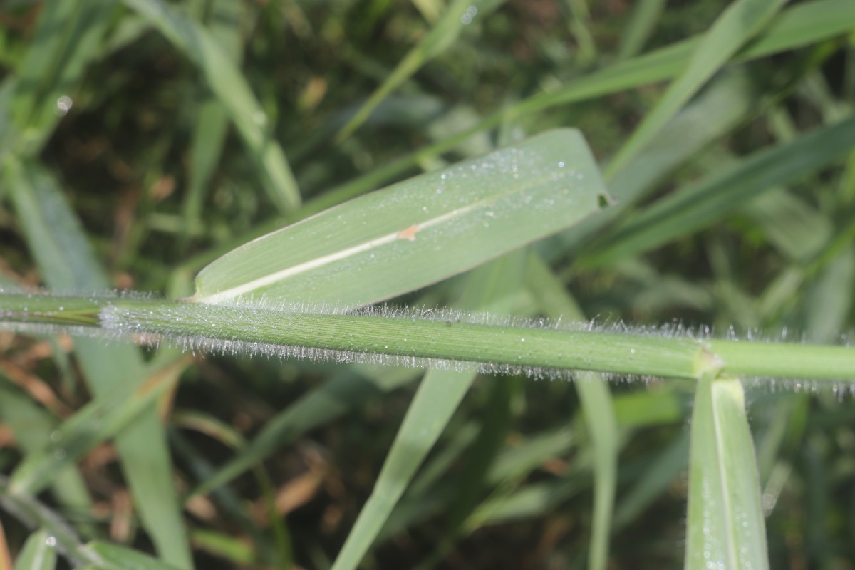 Urochloa mutica (Forssk.) T.Q.Nguyen