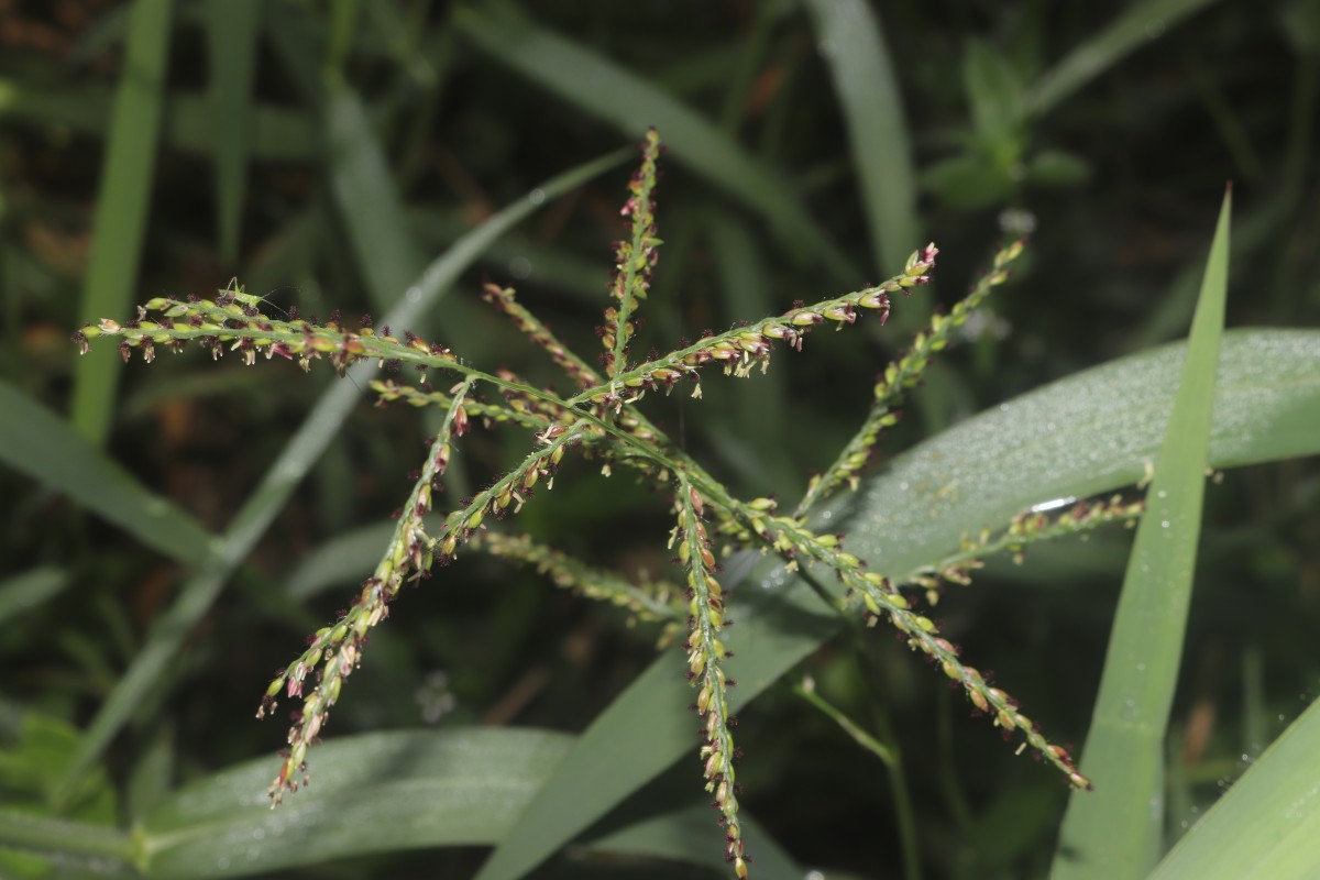 Urochloa mutica (Forssk.) T.Q.Nguyen