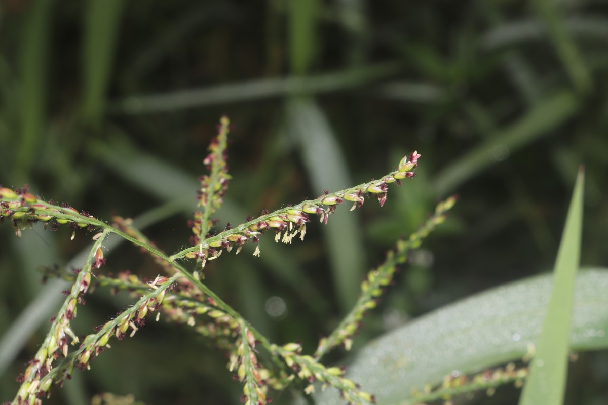 Urochloa mutica (Forssk.) T.Q.Nguyen