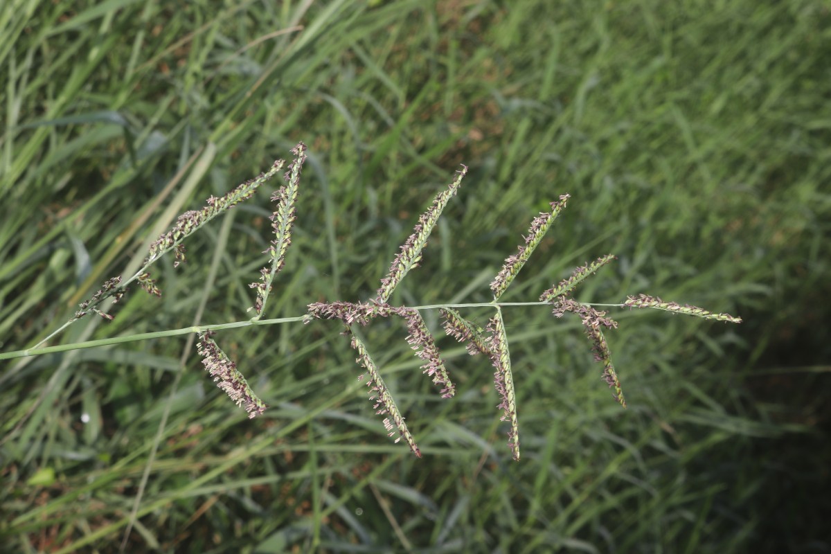 Urochloa mutica (Forssk.) T.Q.Nguyen