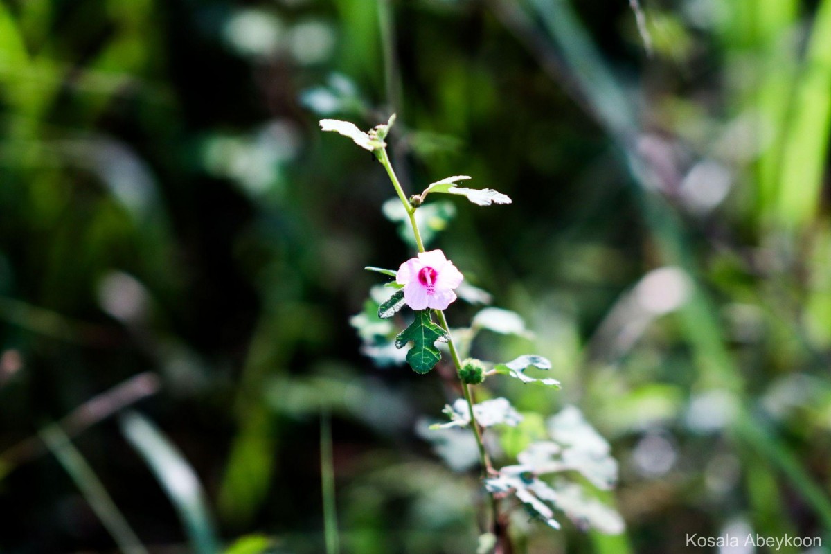 Urena lobata subsp. sinuata (L.) Borss.Waalk.