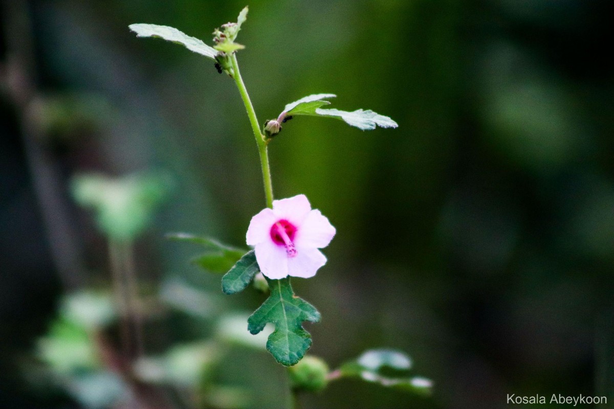 Urena lobata subsp. sinuata (L.) Borss.Waalk.