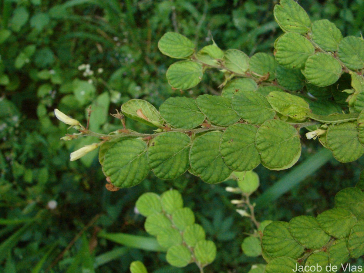 Flora of Sri Lanka