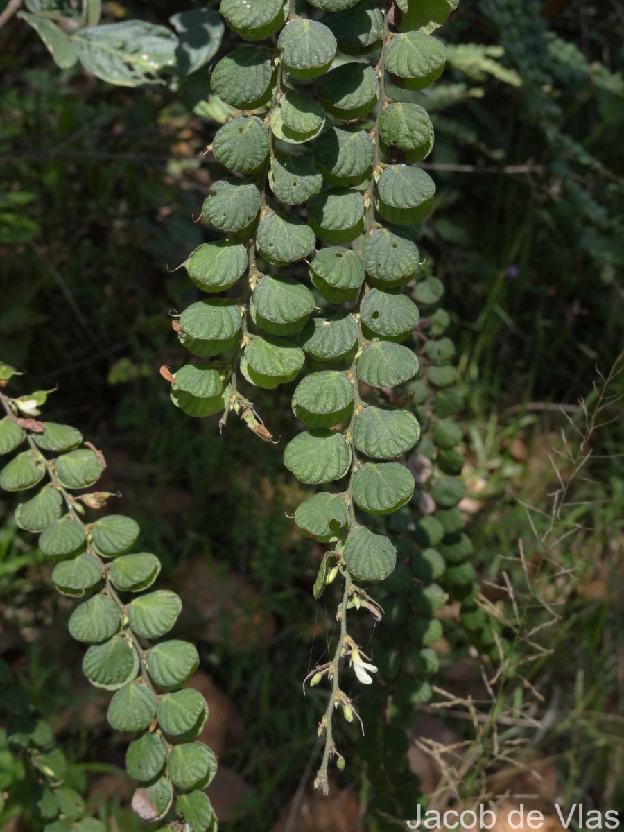 Flora of Sri Lanka