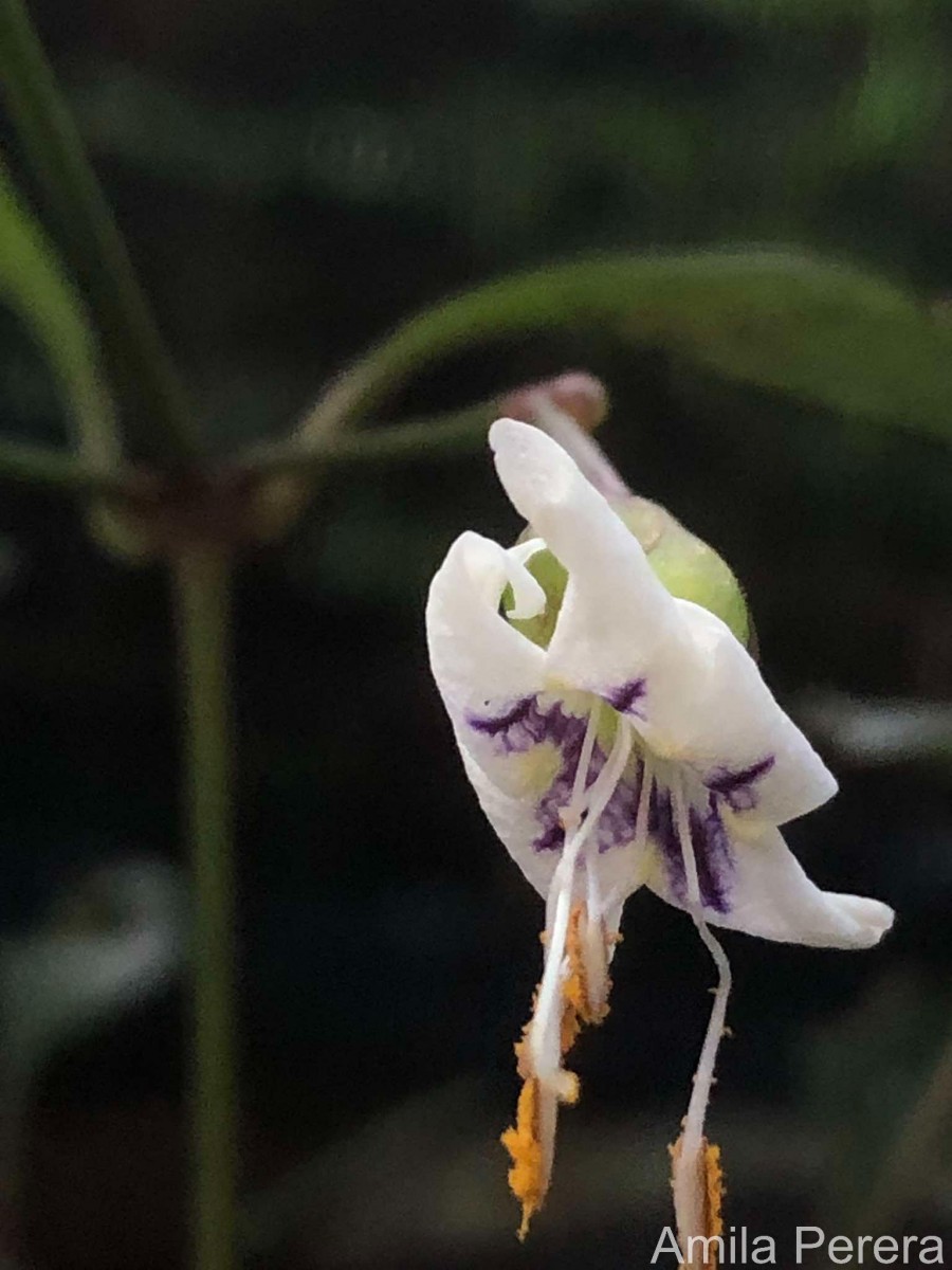 Strobilanthes sripadensis Nilanthi, Gopallawa & Jayawardane