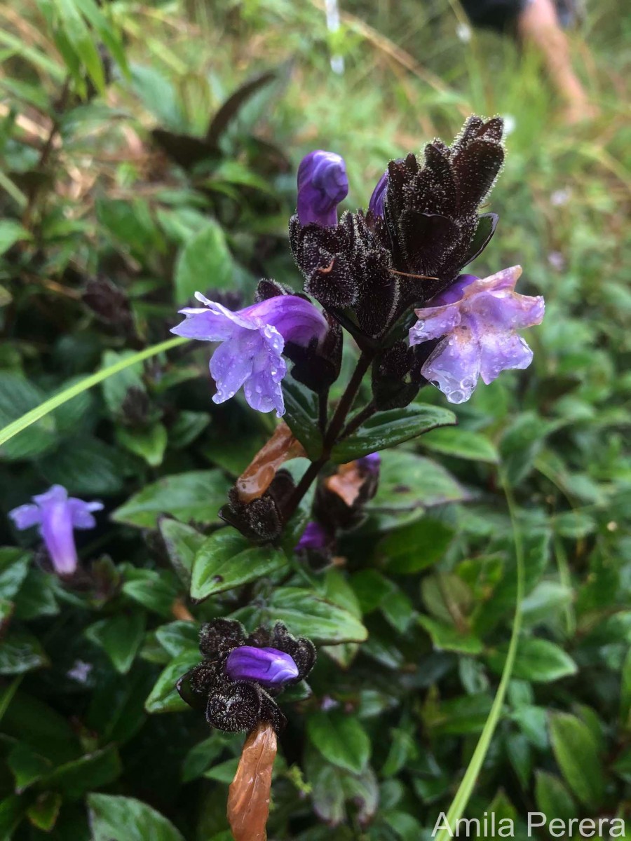 Strobilanthes sexennis var. cerinthoides (Nees) Clarke