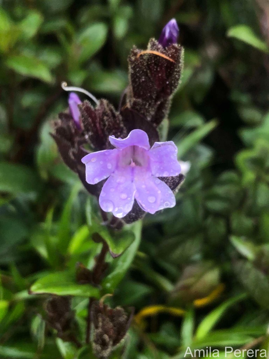 Strobilanthes sexennis var. cerinthoides (Nees) Clarke