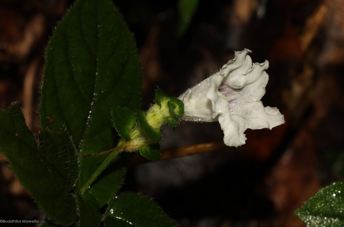 Strobilanthes anceps Nees