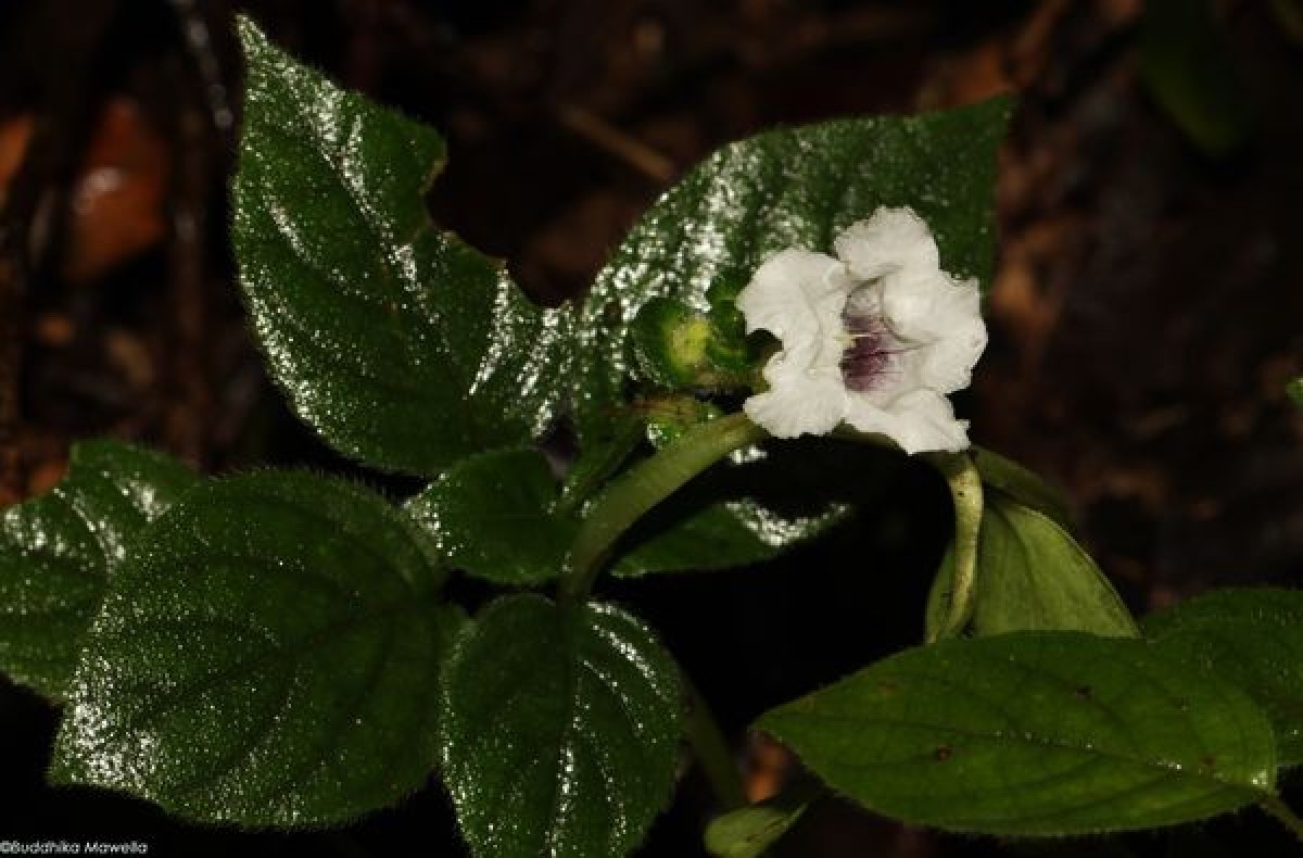 Strobilanthes anceps Nees