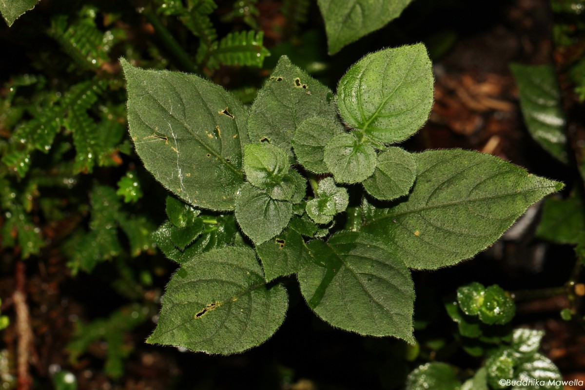 Strobilanthes anceps Nees