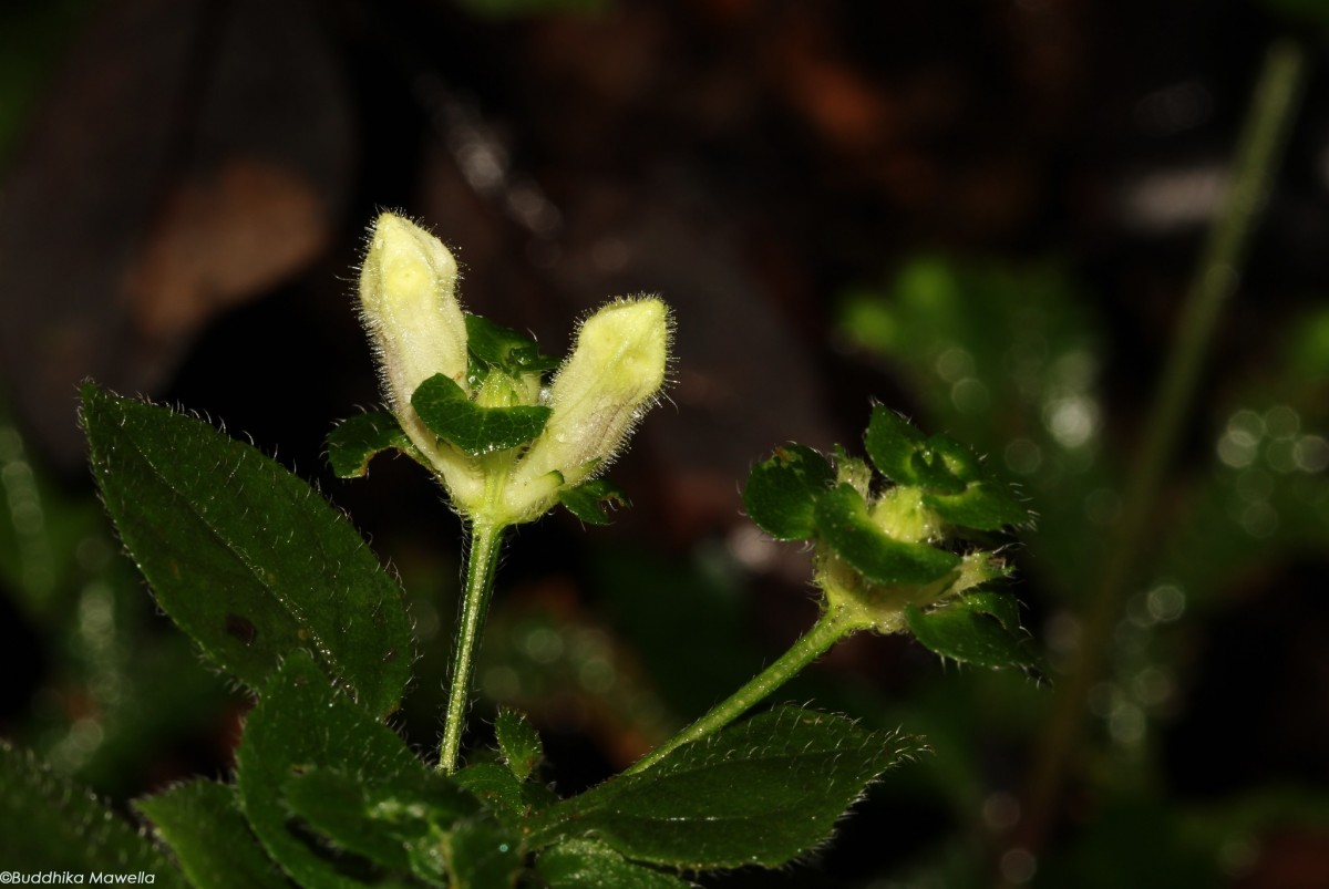 Strobilanthes anceps Nees