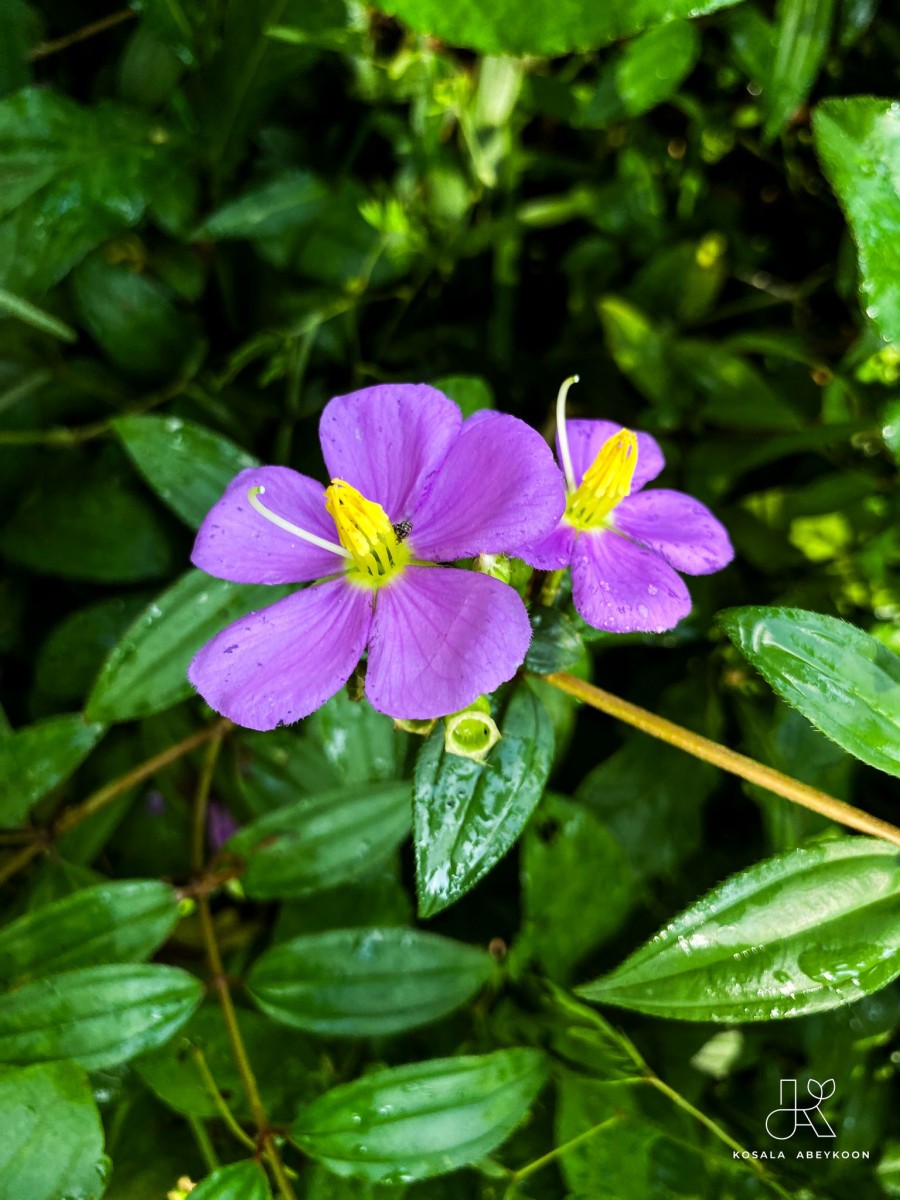 Osbeckia octandra DC.