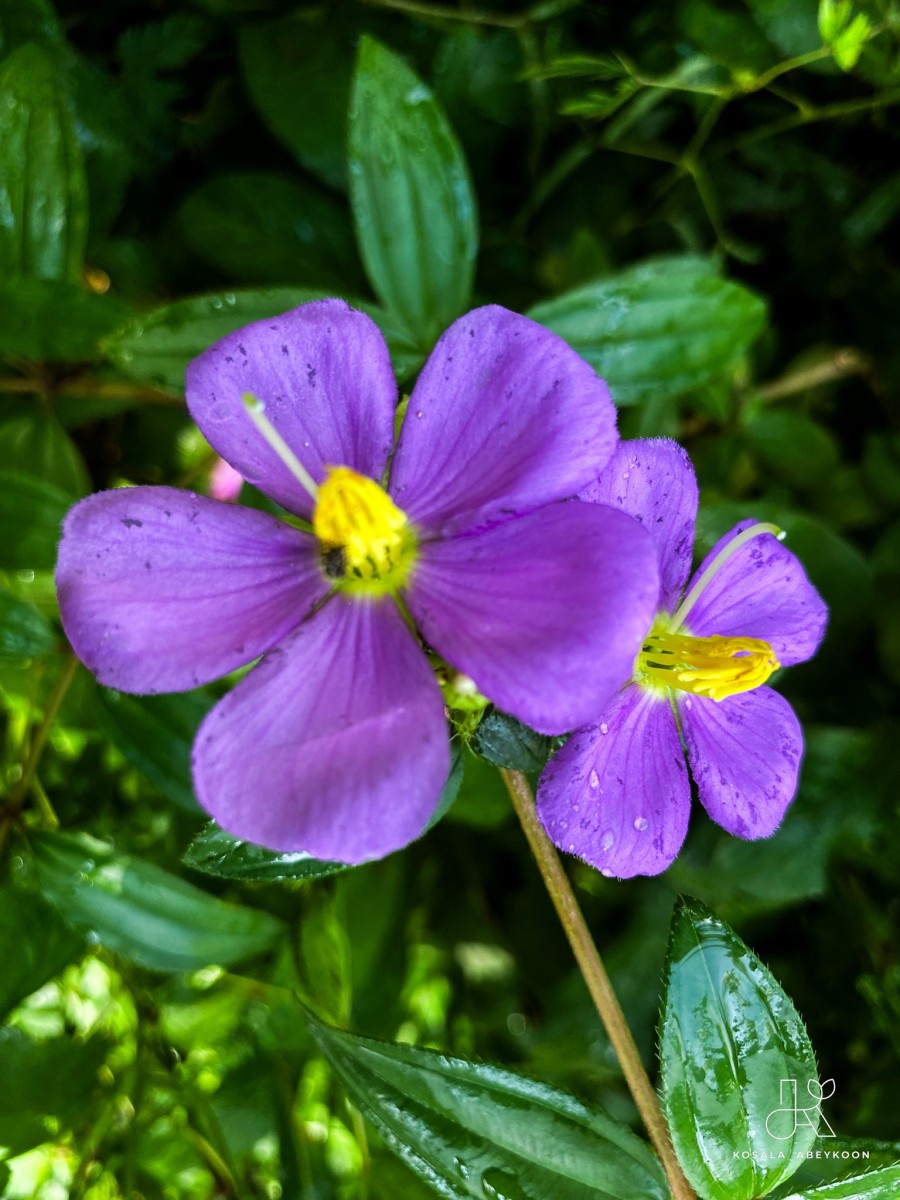 Osbeckia octandra DC.