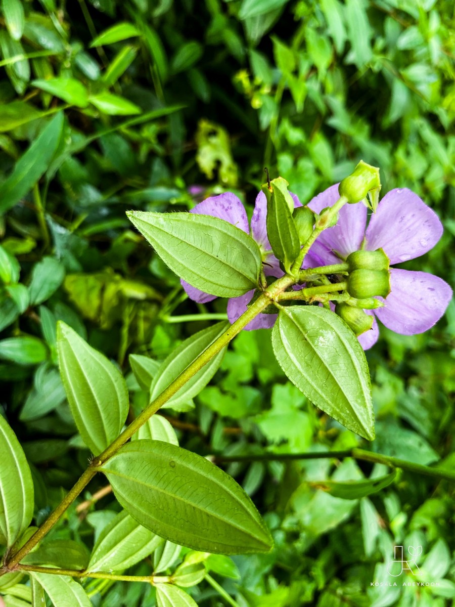 Osbeckia octandra DC.