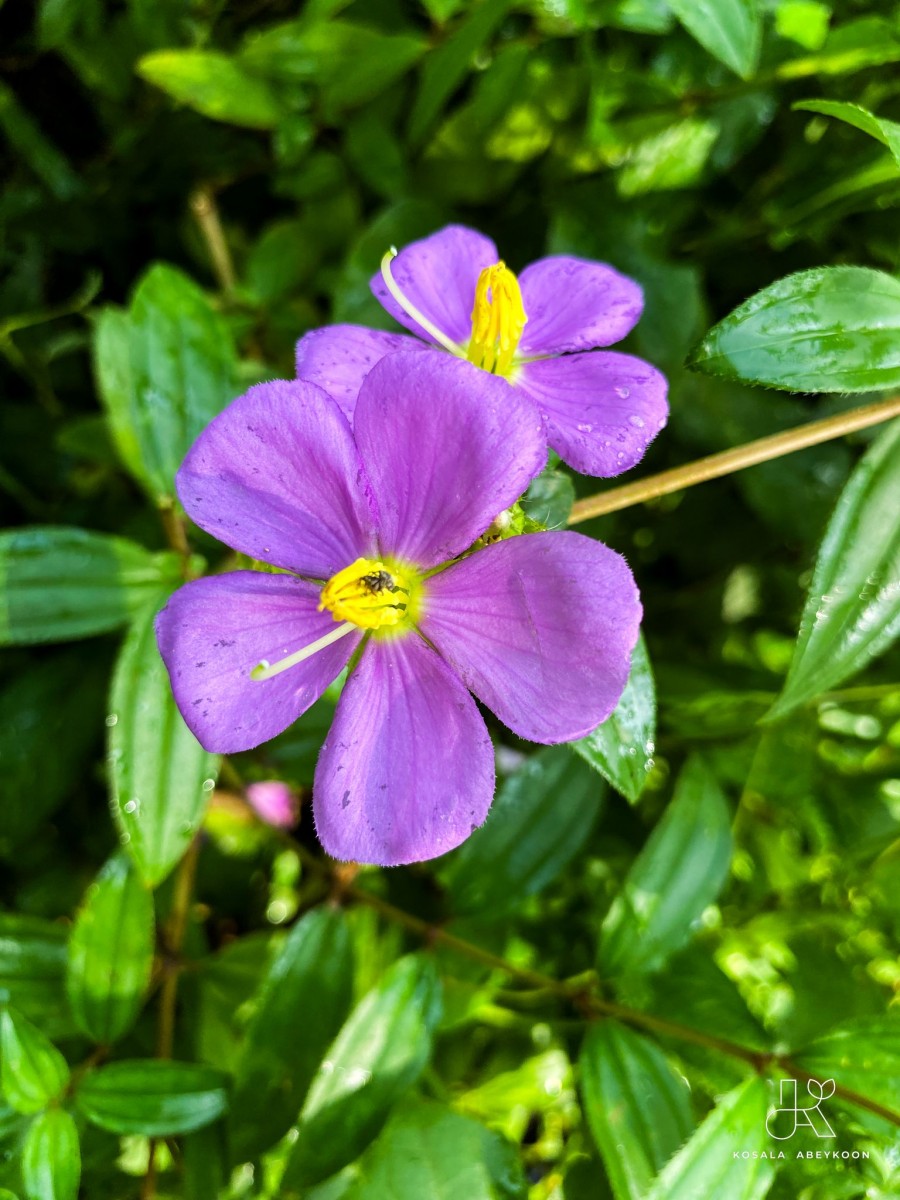 Osbeckia octandra DC.